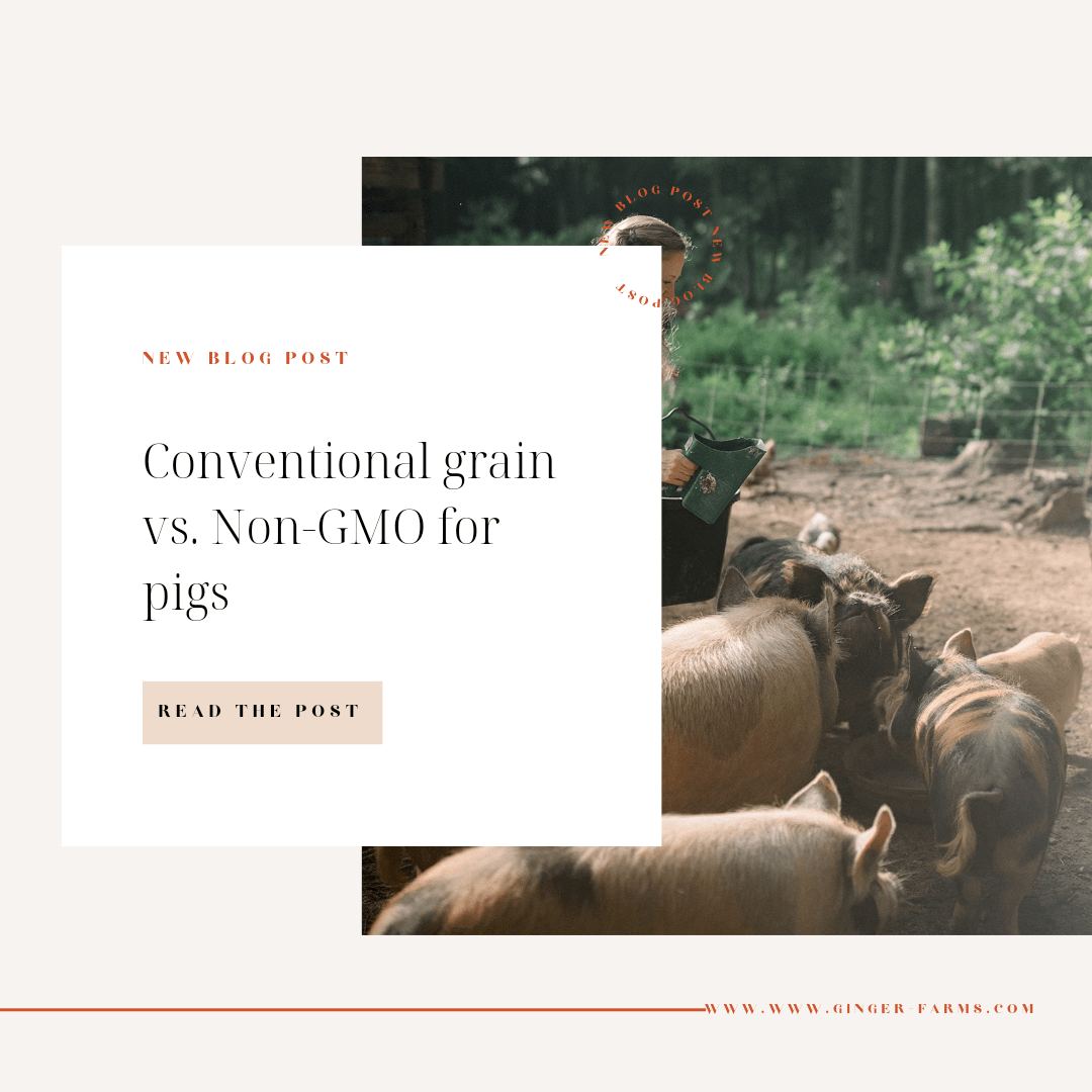 Non-GMO feed-Is it all its cracked up to be? - Ginger Farms