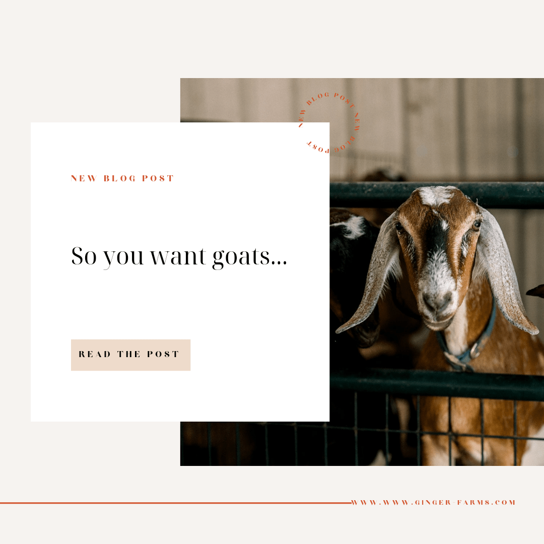 So you want goats... - Ginger Farms