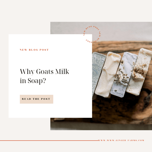 Why goats milk in soap? - Ginger Farms